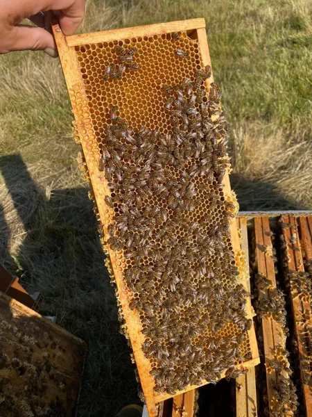 Le rucher de Bouquet