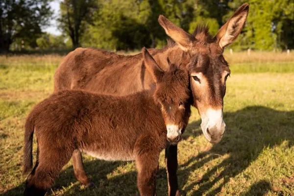 Les ânesses du Carladès