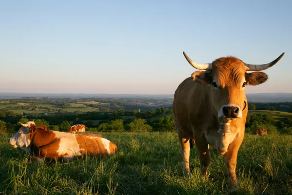 Coopérative Fromagère Jeune Montagne