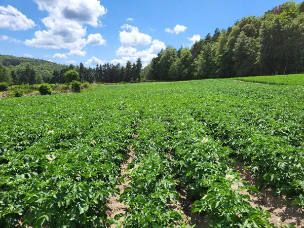 Les Pépites de l'Aubrac